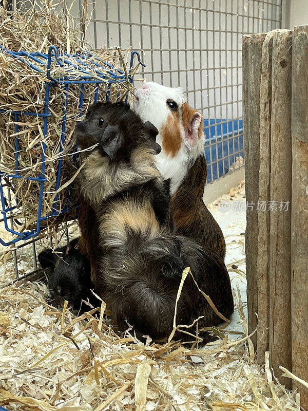 用后腿饲养的豚鼠(Cavia porcellus)的图像，靠在笼子的铁丝上吃干草，短毛和长毛的多色洞穴，室内围栏散布着木屑和稻草，重点放在前景上